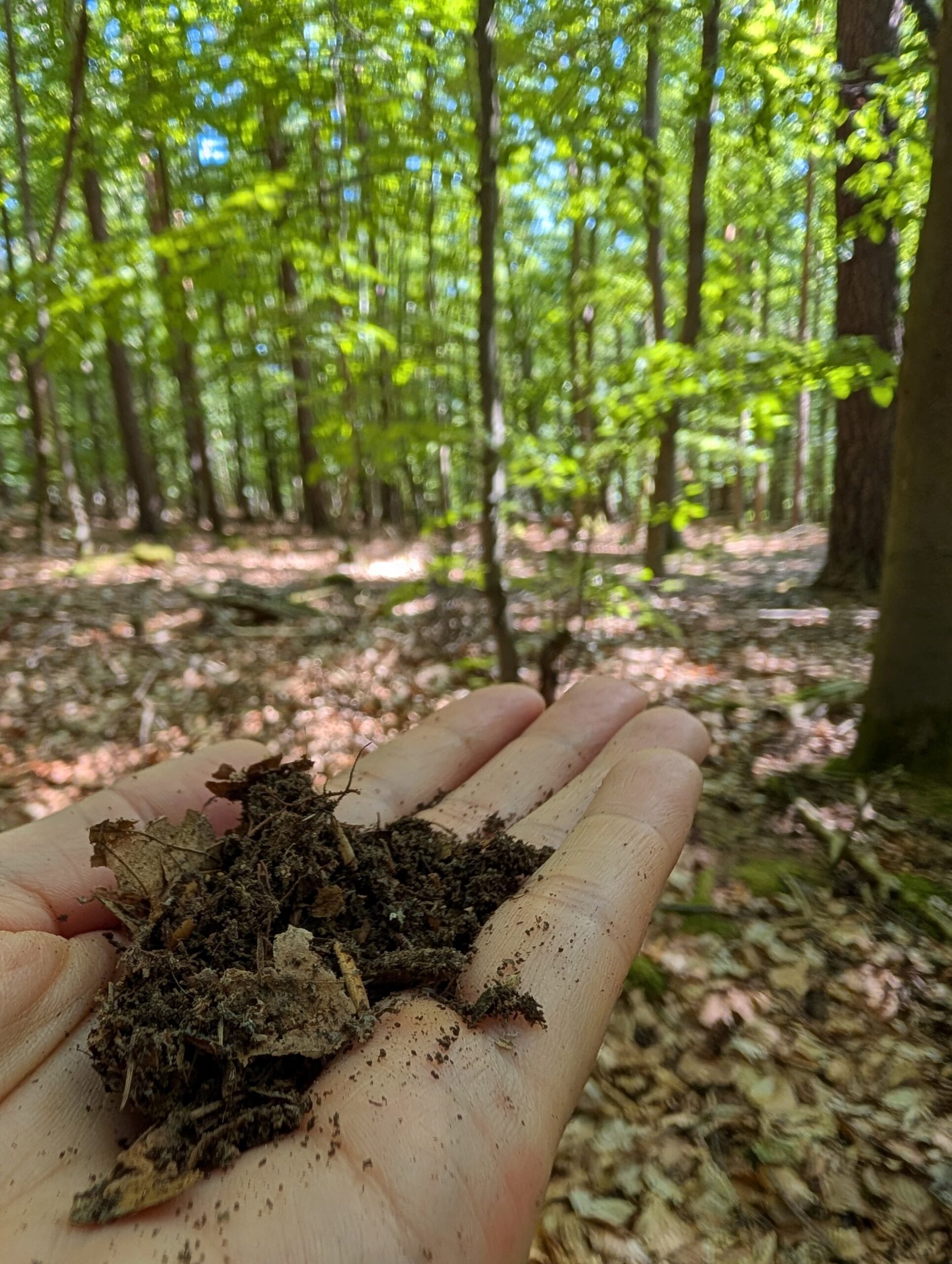 Erde berühren im Kurs Frequenz von Mutter Erde Eine ausgestreckete Hand hält Erde vor einem Waldpanorama aus Buchen