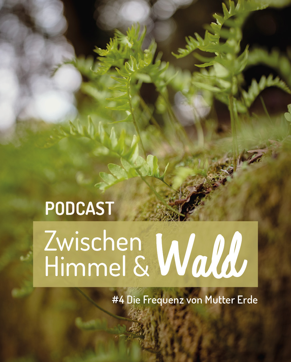 Walderde mit kleinem spießendem Farn zum Podcast zwischen Himmel und Wald, Folge Die Frequenz von Mutter Erde