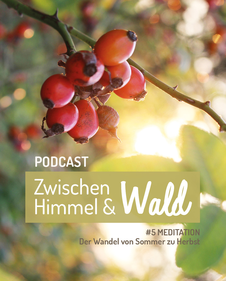 Cover mit Hagebutten im Sonnenuntergang für den Podcast Zwischen Himmel und Wald